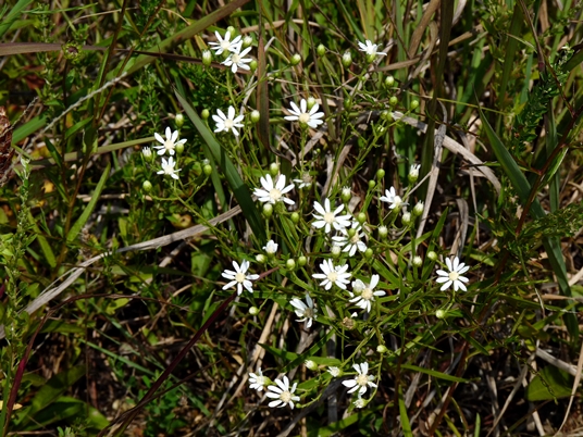 {Solidago ptarmicoides}